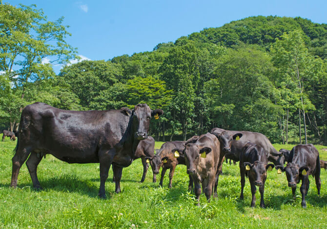 昭和29年 ─ 和牛が初めて北海道へ